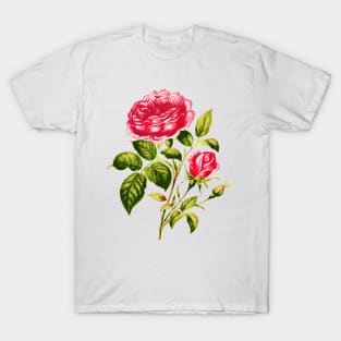 Vintage Pink Roses with Branches and Rose Buds T-Shirt